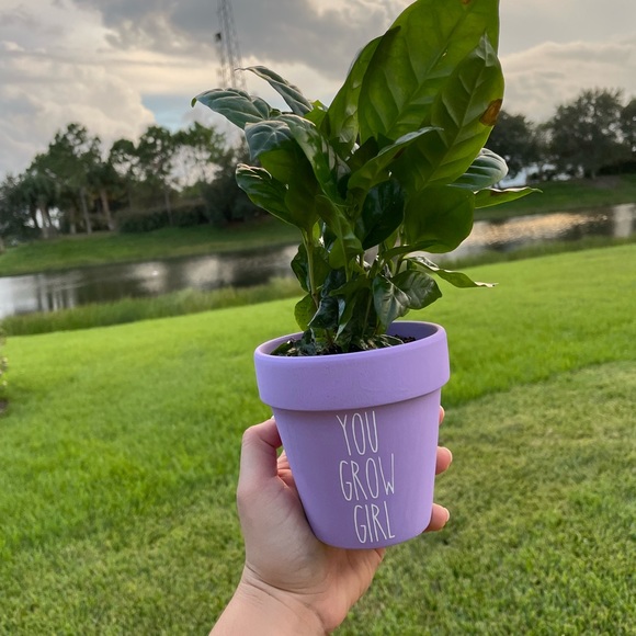 custom plants - Picture 6 of 6